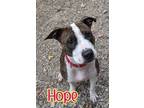 Adopt Hope a American Pit Bull Terrier / Mixed dog in Port Clinton