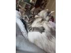 Adopt Baby a Domestic Shorthair / Mixed (short coat) cat in Crocker