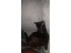 Adopt Spooky Black a All Black American Shorthair / Mixed (short coat) cat in