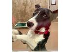 Adopt Marcus a Bull Terrier / Labrador Retriever / Mixed dog in Santa Rosa