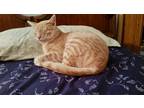 Adopt Thor a Orange or Red Domestic Mediumhair / Mixed (medium coat) cat in