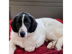 Adopt Buick a White - with Tan, Yellow or Fawn Great Pyrenees / Great Pyrenees /