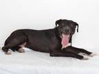 Adopt ROVER a Black Labrador Retriever / Mixed dog in Oroville, CA (33581302)