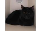 Adopt Marcus a All Black Domestic Shorthair / Mixed cat in Sedalia
