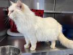 Adopt Snowflake a Spotted Tabby/Leopard Spotted Domestic Longhair / Mixed cat in