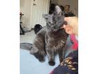Adopt Salem a All Black Bombay / Mixed cat in Riverside, CA (33581026)