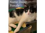 Adopt Daisy a Black & White or Tuxedo Domestic Shorthair (short coat) cat in
