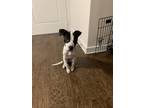 Adopt Maeby a Brown/Chocolate - with White Pointer / Mixed dog in Grand Prairie
