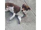 Adopt Chico a Brown/Chocolate - with White Beagle / Basset Hound / Mixed dog in