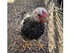 Adopt a Black Chicken / Mixed bird in Burbank, CA (32885082)