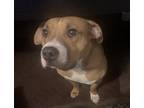 Adopt Gator a Tan/Yellow/Fawn - with White American Pit Bull Terrier / American