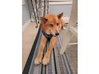 Adopt Copper PENDING a Red/Golden/Orange/Chestnut - with White Siberian Husky /