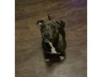 Adopt Lily a Brindle Mastiff / Bullmastiff / Mixed dog in Virginia Beach