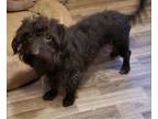 Adopt Buddy a Black Schnauzer (Standard) / Dachshund / Mixed dog in Otisville