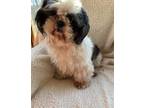 Adopt Winston a Black - with White Shih Tzu / Mixed dog in Millersburg