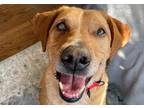 Adopt BUDDY a Red/Golden/Orange/Chestnut Treeing Walker Coonhound / Mixed dog in