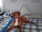 Adopt Roscoe a Red/Golden/Orange/Chestnut - with White Boxer / Terrier (Unknown