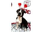 Adopt 75087 Orion a Black American Pit Bull Terrier / Mixed dog in Spanish Fork