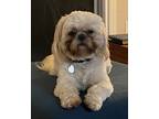 Adopt Angel a White Shih Tzu / Mixed dog in Napa, CA (33550387)