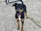 Adopt *JULICA a Black Plott Hound / Rottweiler / Mixed dog in Sacramento