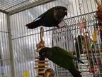 Adopt Pixel and Sprite a Green Conure bird in Grandview, MO (33579119)
