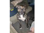 Adopt Renegade a Brindle - with White American Pit Bull Terrier / American Pit