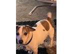 Adopt J.R a Black - with Tan, Yellow or Fawn Jack Russell Terrier / Mixed dog in