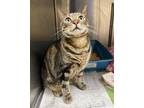 Adopt 2112-1657 Apollo a Spotted Tabby/Leopard Spotted Domestic Shorthair /