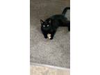 Adopt Ally a All Black Domestic Shorthair / Mixed (short coat) cat in Mason