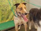 Adopt OLIVER a Merle Australian Cattle Dog / Mixed dog in Camarillo