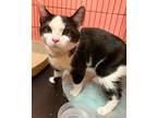Adopt Echo-young adult a Black & White or Tuxedo Domestic Shorthair / Mixed