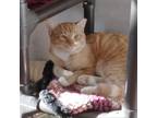 Adopt Little Joe a Orange or Red Domestic Shorthair / Mixed cat in Ballston Spa