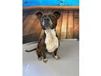 Adopt Reggie a Brown/Chocolate American Pit Bull Terrier / Mixed dog in Bowling