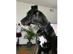 Adopt Kobe a Black - with White Great Dane / Mixed dog in San Jose