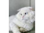 Adopt Pickles a White Scottish Fold / Mixed (medium coat) cat in Orlando