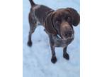 Adopt Kieran a Brown/Chocolate - with White English Pointer / German Shorthaired