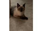 Adopt Zipple a Cream or Ivory (Mostly) Siamese (short coat) cat in Twin Falls