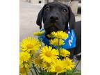 Adopt Michael a Black Labrador Retriever / Mixed Breed (Medium) / Mixed dog in