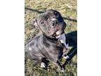 Adopt Neo a Gray/Blue/Silver/Salt & Pepper American Pit Bull Terrier / Mixed dog