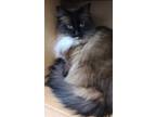 Adopt Sophie a Brown or Chocolate Ragdoll / Domestic Shorthair / Mixed cat in