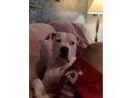 Adopt Dallas a White Boxer / Mastiff / Mixed dog in Hudson, FL (33576676)