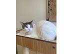 Adopt George a White Domestic Shorthair / Domestic Shorthair / Mixed cat in