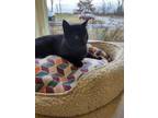 Adopt Bounce a All Black Domestic Shorthair / Domestic Shorthair / Mixed cat in