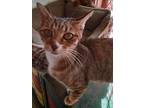 Eleanor, Domestic Shorthair For Adoption In Pineville, Louisiana
