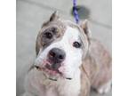 Frita, American Staffordshire Terrier For Adoption In Salt Lake City, Utah