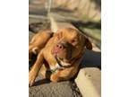 Ted, American Pit Bull Terrier For Adoption In Fresno, California