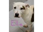 Adopt ELLIE a Pit Bull Terrier, Mixed Breed