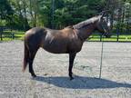 Quiet 16hh 2006 Bay Unregistered Irish Sport Horse Mare for Sale Virginia