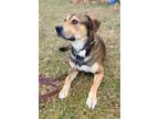 Adopt COURTESY POST FOR WASA: Kruso a German Shepherd Dog, Hound