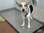 Adopt DIESEL a Australian Cattle Dog / Blue Heeler, Beagle